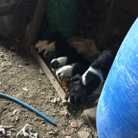 Border Collie, Köpek  Beşiktaş fotoğrafı