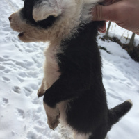Border Collie, Köpek  Beşiktaş fotoğrafı