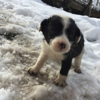 Border Collie, Köpek  Beşiktaş fotoğrafı