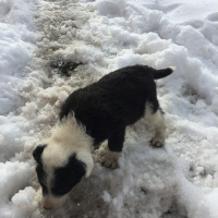 Border Collie, Köpek  Beşiktaş fotoğrafı