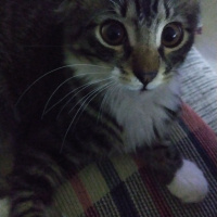 Tekir Kedi, Kedi  Pierre fotoğrafı