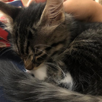 Tekir Kedi, Kedi  Pierre fotoğrafı