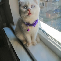 Scottish Fold, Kedi  Ares fotoğrafı