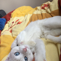 Van Kedisi, Kedi  Pamuk fotoğrafı