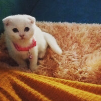 Scottish Fold, Kedi  Balım fotoğrafı