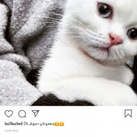 Scottish Fold, Kedi  Balım fotoğrafı