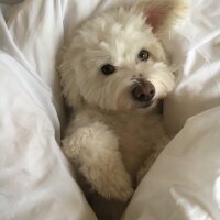 Maltese, Köpek  buffy fotoğrafı