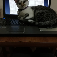 Tekir Kedi, Kedi  Ekinoks fotoğrafı