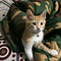 Sarman, Kedi  Sirius fotoğrafı