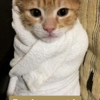 Sarman, Kedi  Sirius fotoğrafı
