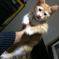 Sarman, Kedi  Sirius fotoğrafı