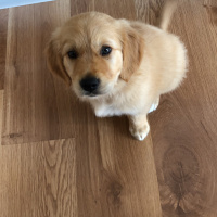 Golden Retriever, Köpek  Poker fotoğrafı