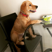 Golden Retriever, Köpek  Poker fotoğrafı