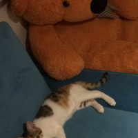 Tekir Kedi, Kedi  Turşu fotoğrafı