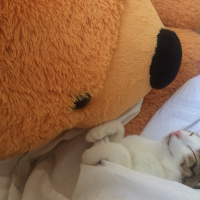 Tekir Kedi, Kedi  Turşu fotoğrafı