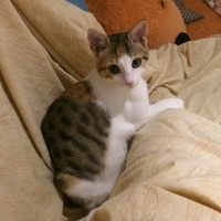 Tekir Kedi, Kedi  Turşu fotoğrafı