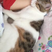Tekir Kedi, Kedi  Turşu fotoğrafı