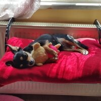 Chihuahua, Köpek  Alfa fotoğrafı