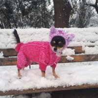 Chihuahua, Köpek  Alfa fotoğrafı