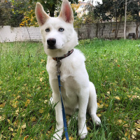Sibirya Kurdu (Husky), Köpek  Vicky fotoğrafı