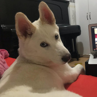 Sibirya Kurdu (Husky), Köpek  Vicky fotoğrafı