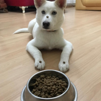 Sibirya Kurdu (Husky), Köpek  Vicky fotoğrafı