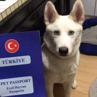 Sibirya Kurdu (Husky), Köpek  Vicky fotoğrafı
