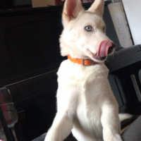 Sibirya Kurdu (Husky), Köpek  Vicky fotoğrafı