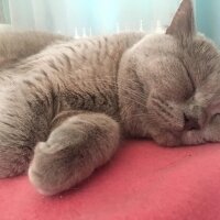 British Shorthair, Kedi  Aşil fotoğrafı