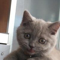 British Shorthair, Kedi  Aşil fotoğrafı