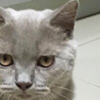 British Shorthair, Kedi  Aşil fotoğrafı