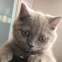 British Shorthair, Kedi  Aşil fotoğrafı