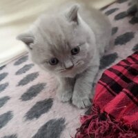 British Shorthair, Kedi  Aşil fotoğrafı