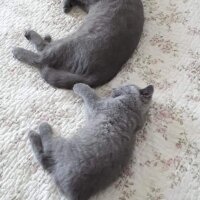 British Shorthair, Kedi  Aşil fotoğrafı