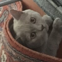 British Shorthair, Kedi  Aşil fotoğrafı