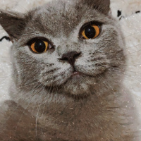 British Shorthair, Kedi  Umut fotoğrafı