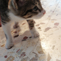 Tekir Kedi, Kedi  Minnoş fotoğrafı