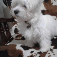 Maltese, Köpek  Sütlaç fotoğrafı