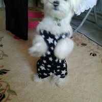 Maltese, Köpek  Sütlaç fotoğrafı