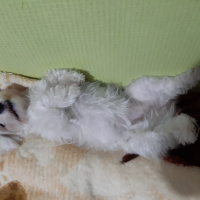 Maltese, Köpek  Sütlaç fotoğrafı