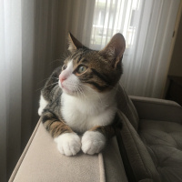 Tekir Kedi, Kedi  Atlas fotoğrafı