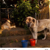 Kangal, Köpek  Cesur fotoğrafı