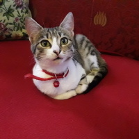 Tekir Kedi, Kedi  Tırmık fotoğrafı