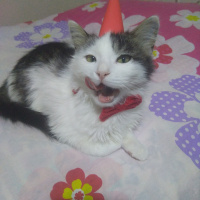 Tekir Kedi, Kedi  Yumak fotoğrafı