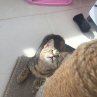 Tekir Kedi, Kedi  Mia fotoğrafı