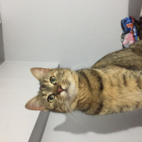 Tekir Kedi, Kedi  Mia fotoğrafı