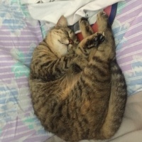 Tekir Kedi, Kedi  Mia fotoğrafı