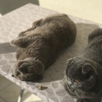 Scottish Fold, Kedi  Cookie fotoğrafı