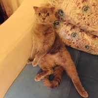 Scottish Fold, Kedi  Cookie fotoğrafı