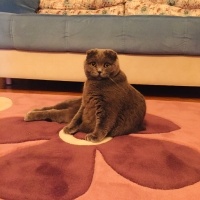 Scottish Fold, Kedi  Cookie fotoğrafı